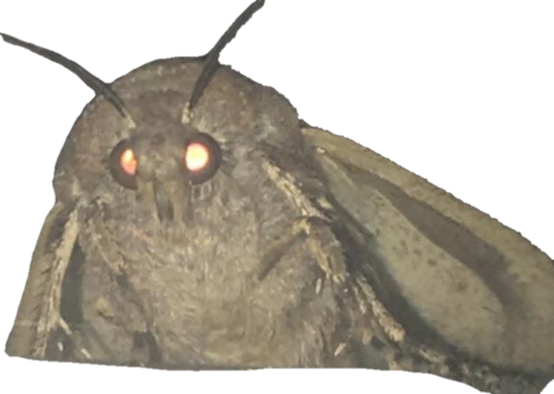 moth png.png