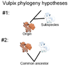 Vulpix phylogeny.png